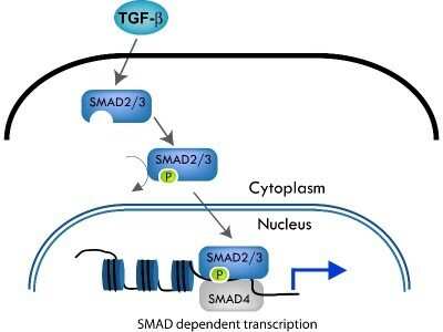 ELISA: Smad3 [p Thr179] Antibody [NBP2-19126]